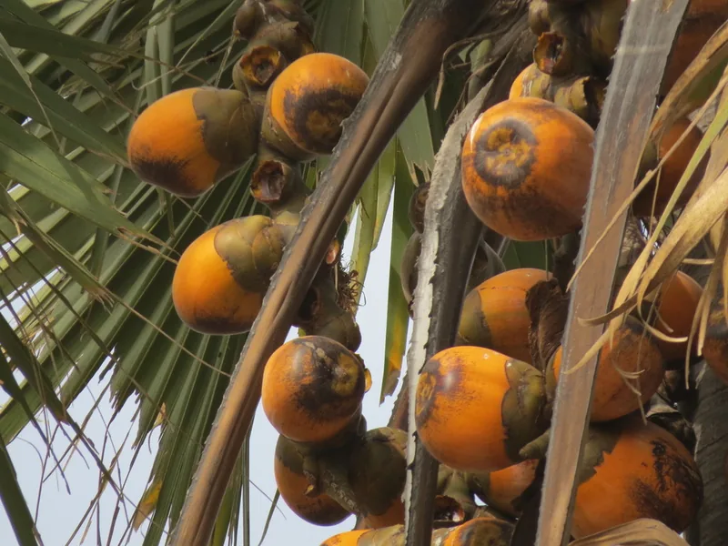 Cultivo y cuidados botánicos de Borassus Aethiopum