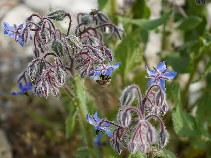 Cultivo y cuidados botánicos de Borraja