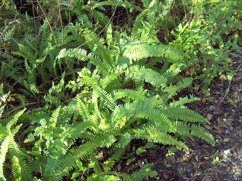 Cultivo y cuidados botánicos de Boston Fern