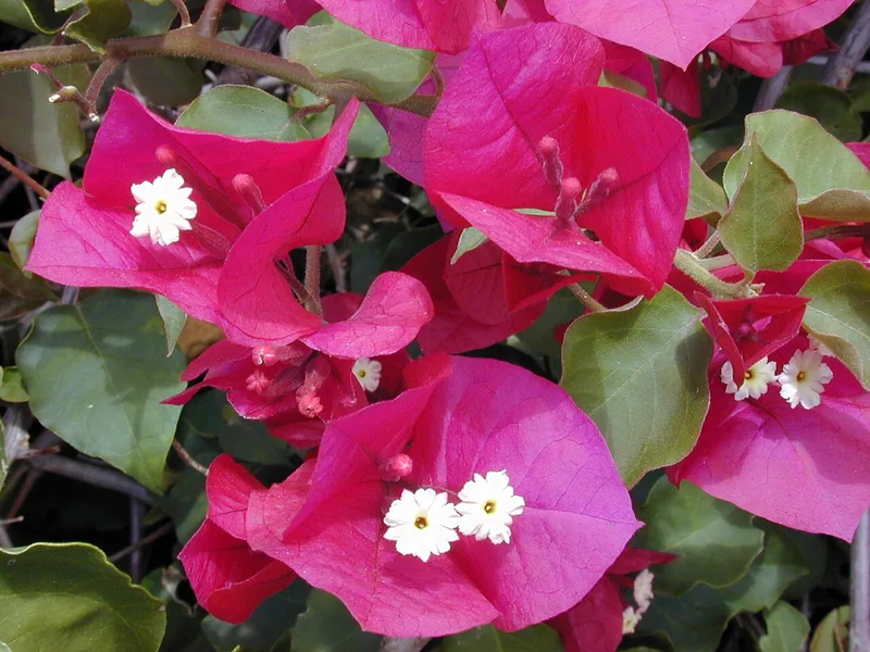 Cultivo y cuidados botánicos de Bougainvillea Bonsai