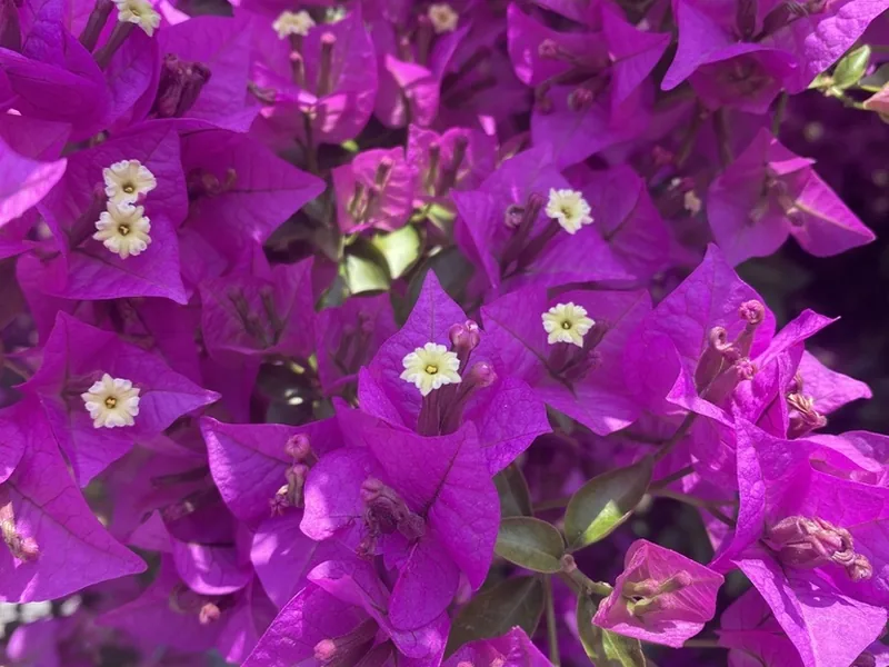 Cultivo y cuidados botánicos de Buganvilla