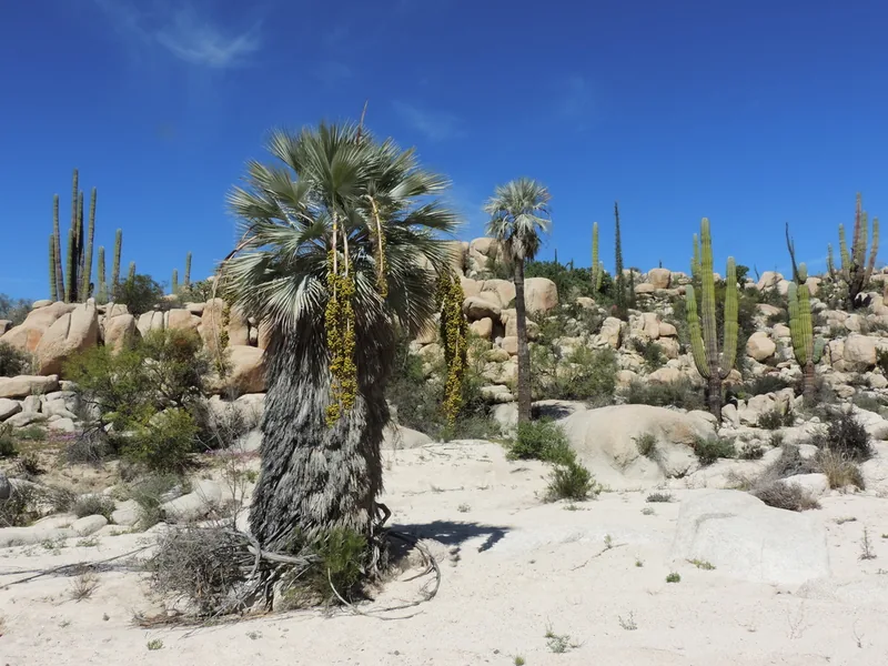 Cultivo y cuidados botánicos de Palma azul