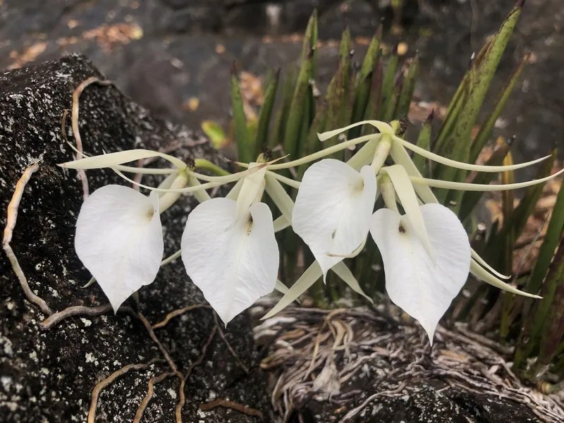 Cultivo y cuidados botánicos de Brassavola Nodosa