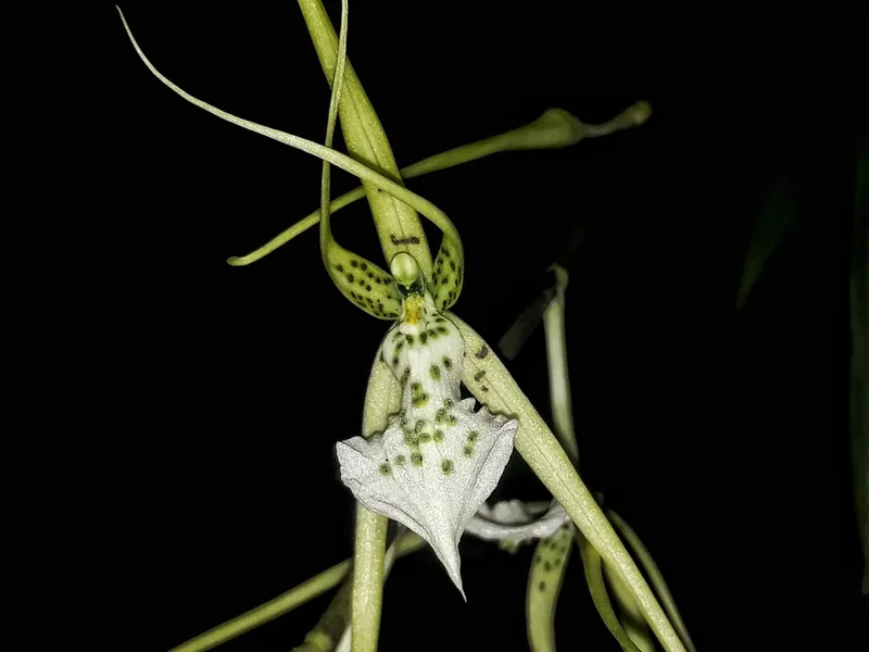 Cultivo y cuidados botánicos de Brassia Verrucosa