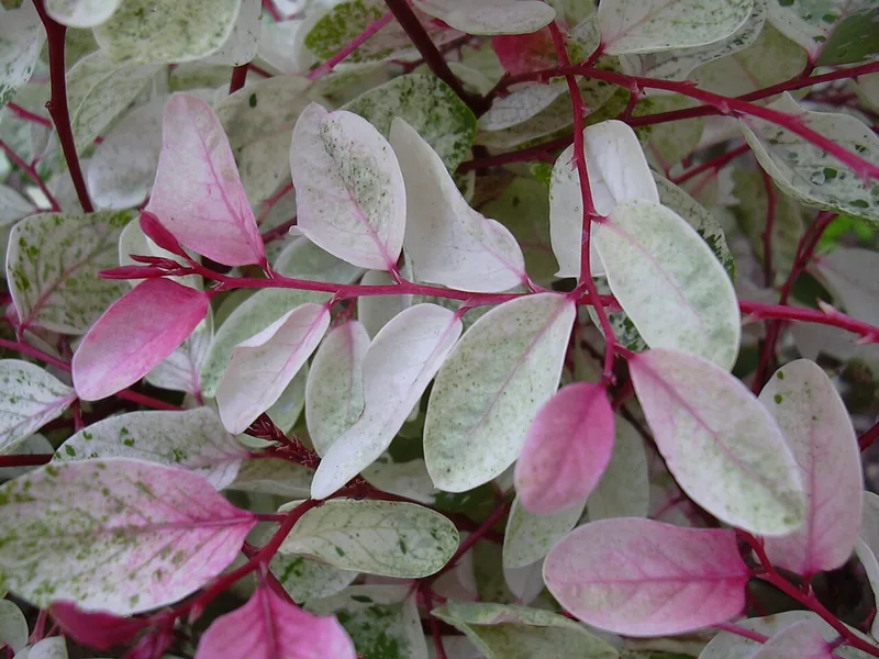 Cultivo y cuidados botánicos de Breynia Disticha