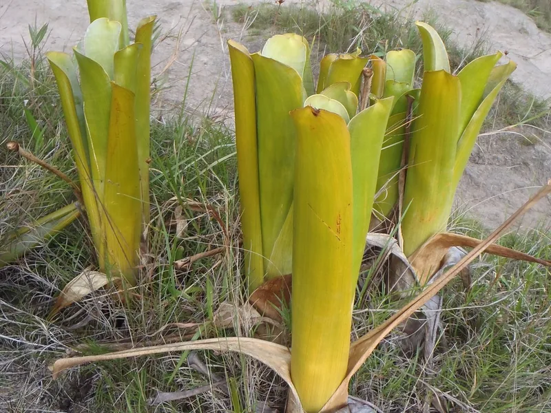 Cultivo y cuidados botánicos de Brocchinia Reducta
