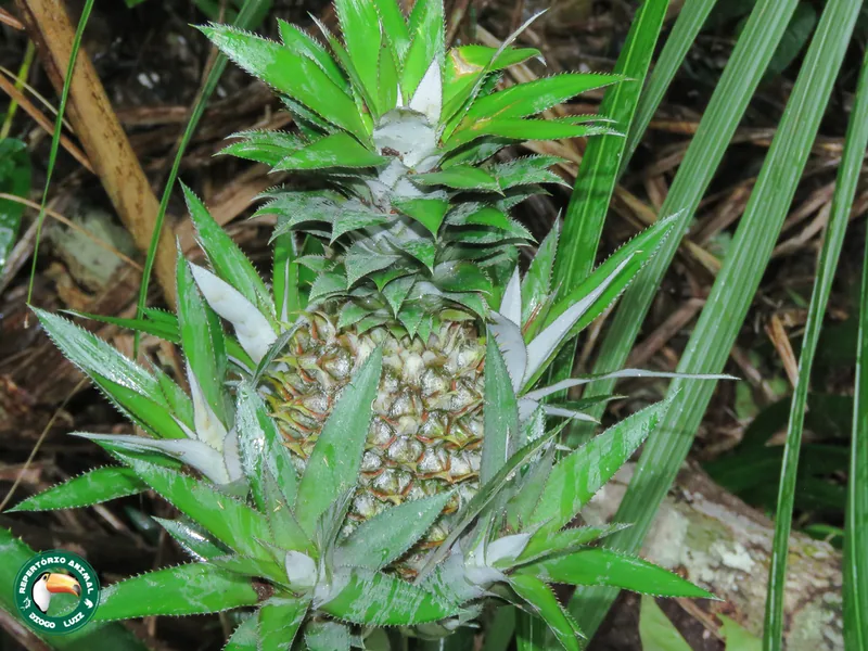 Cultivo y cuidados botánicos de Bromelia Balachowskyi