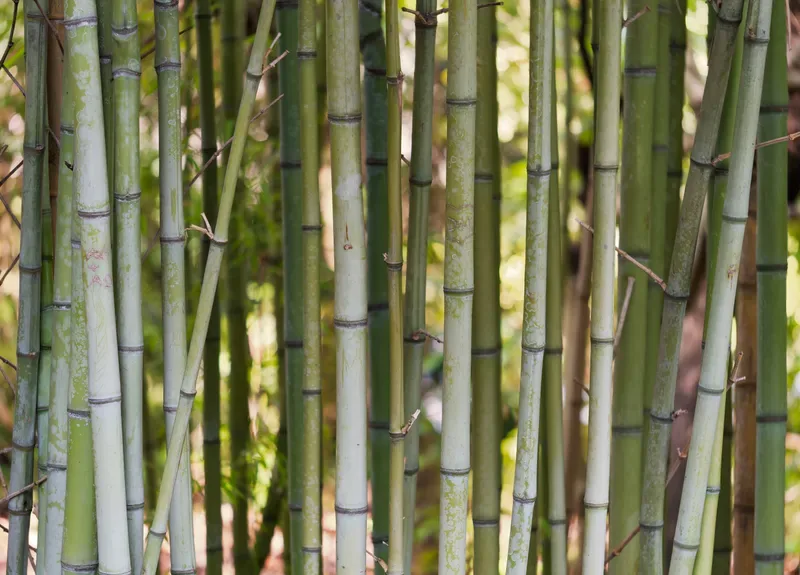 Cultivo y cuidados botánicos de Bambú