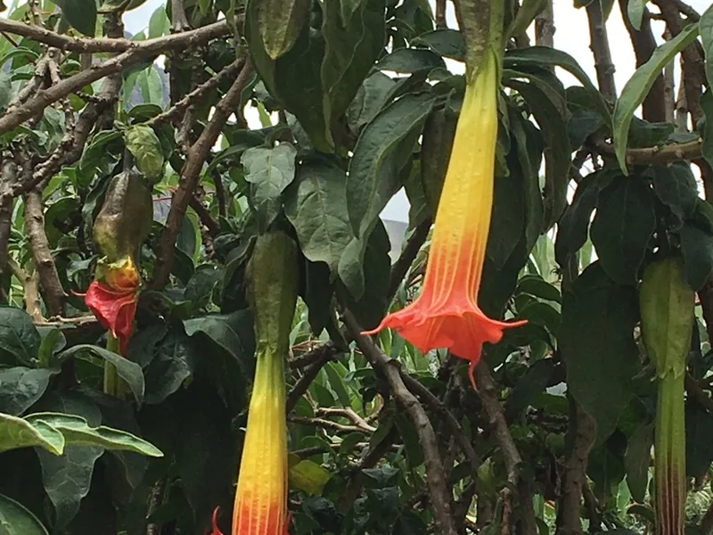 Cultivo y cuidados botánicos de Brugmansia Sanguinea