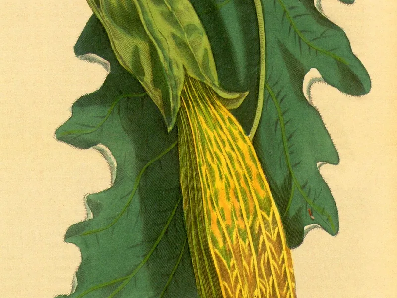 Cultivo y cuidados botánicos de Brugmansia Spp
