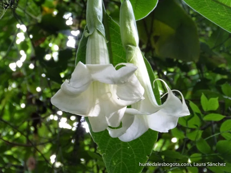 Cultivo y cuidados botánicos de Brugmansia