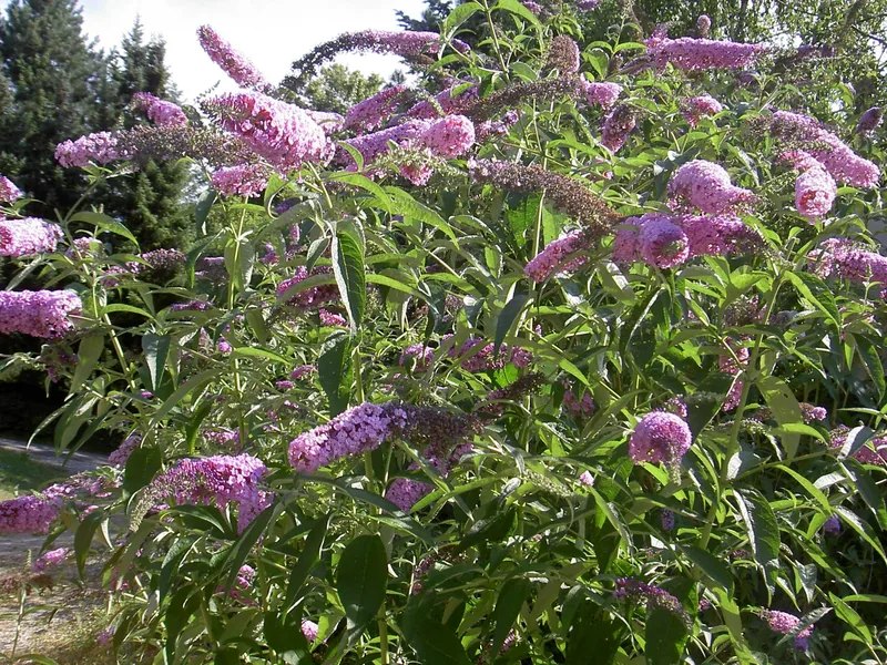 Cultivo y cuidados botánicos de Buddleja Davidii