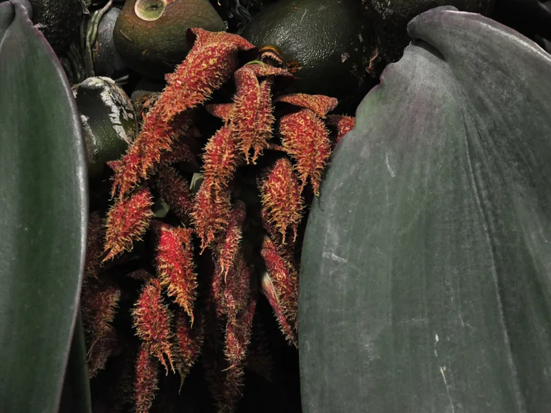 Cultivo y cuidados botánicos de Bulbophyllum Phalaenopsis