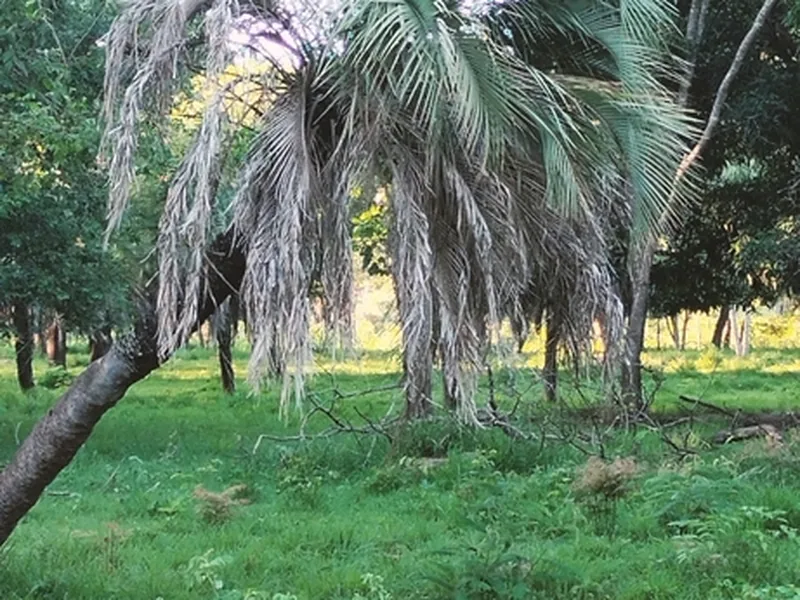 Cultivo y cuidados botánicos de Palmera de la jalea