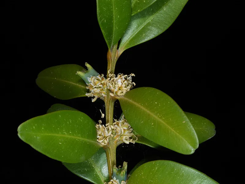 Cultivo y cuidados botánicos de Buxus Sempervirens
