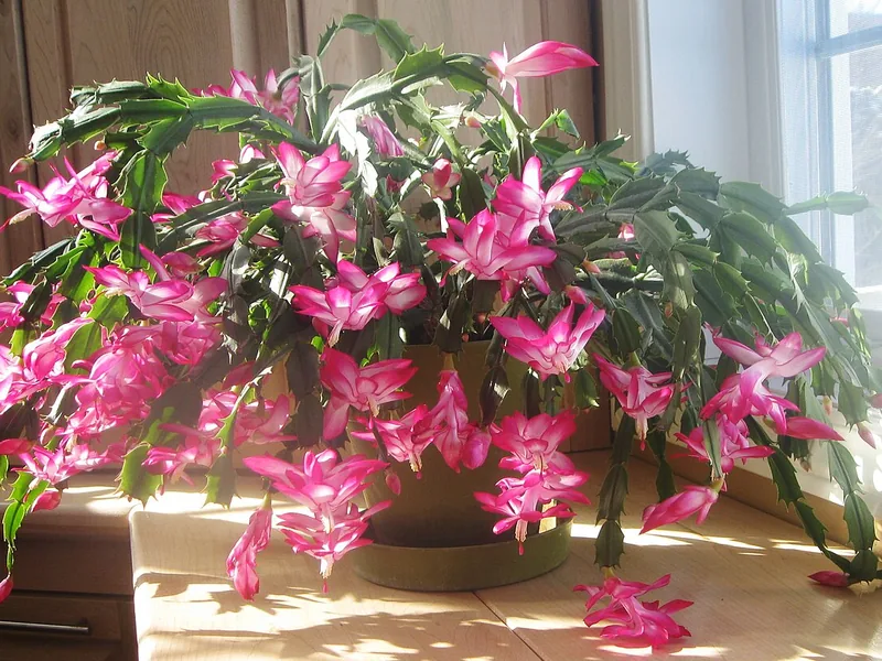 Cultivo y cuidados botánicos de Cactus De Navidad