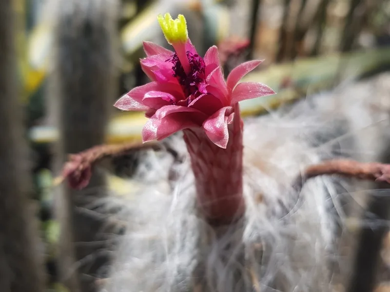 Cultivo y cuidados botánicos de Cactus del anciano