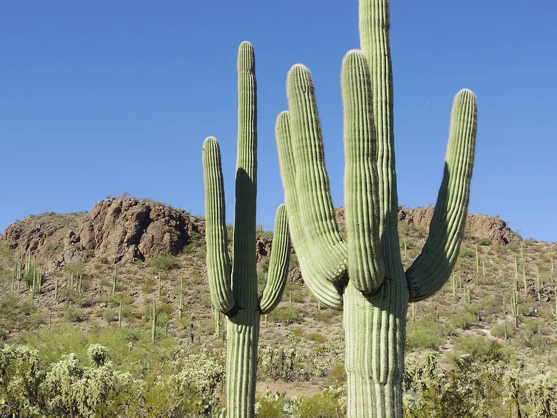 Cultivo y cuidados botánicos de Cactus Saguaro