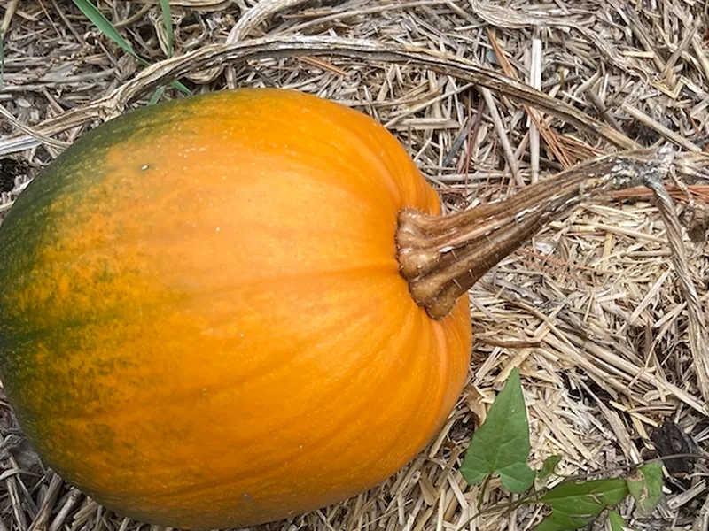 Cultivo y cuidados botánicos de Calabacín