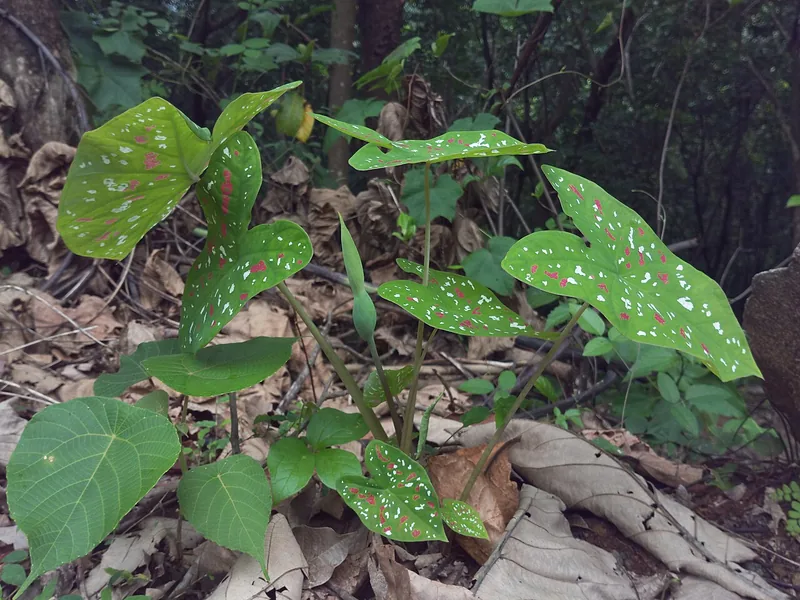 Cultivo y cuidados botánicos de Caladio Red Flash