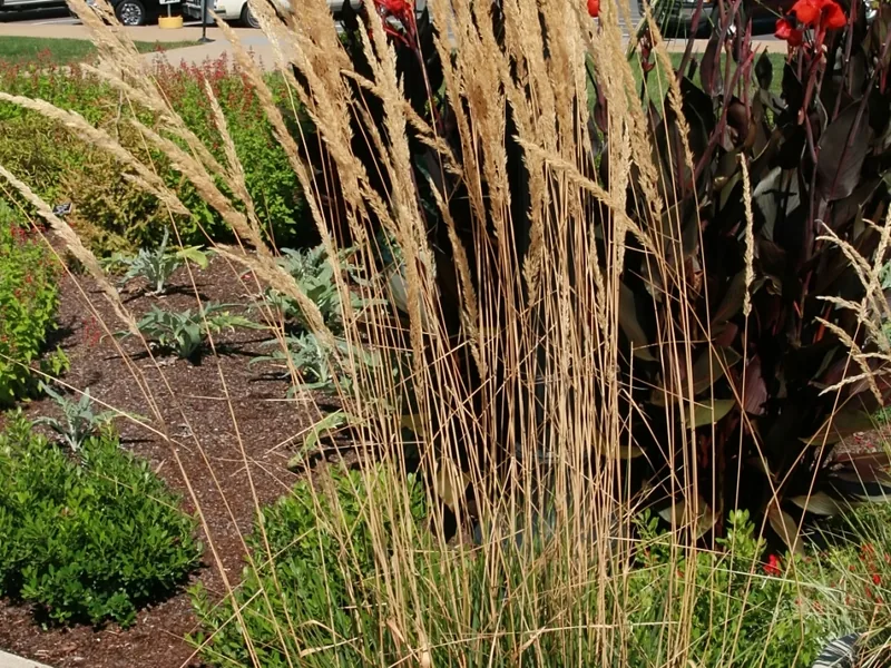 Cultivo y cuidados botánicos de Calamagrostis