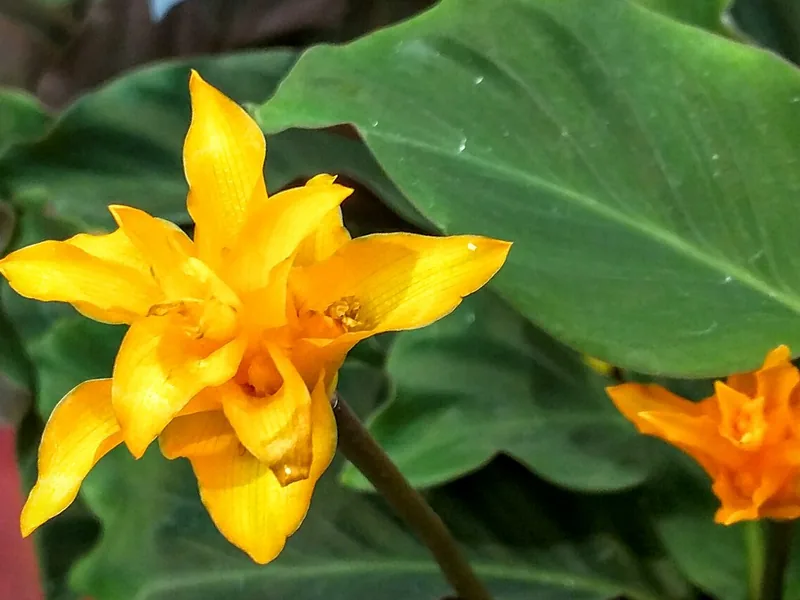 Cultivo y cuidados botánicos de Calathea azafrán