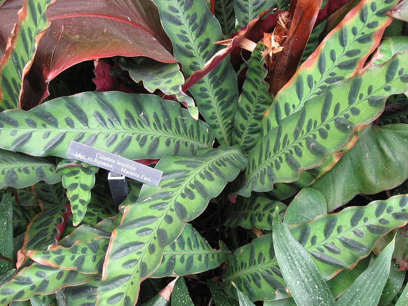 Cultivo y cuidados botánicos de Calathea Flamestar