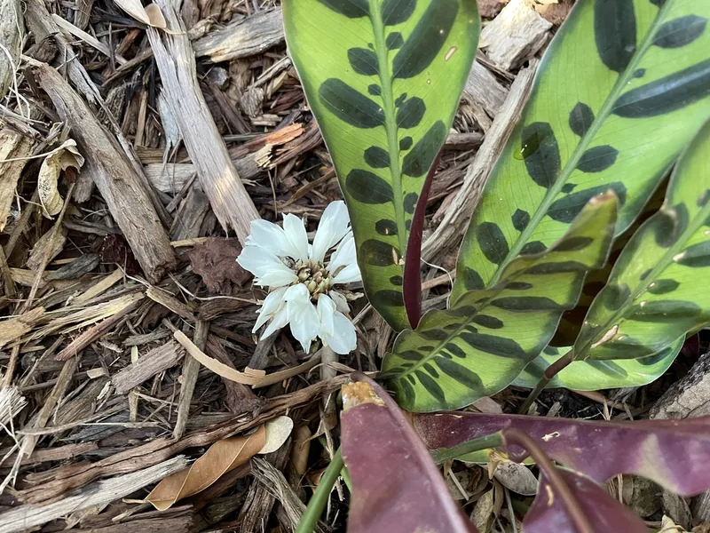 Cultivo y cuidados botánicos de Calathea Lancifolia