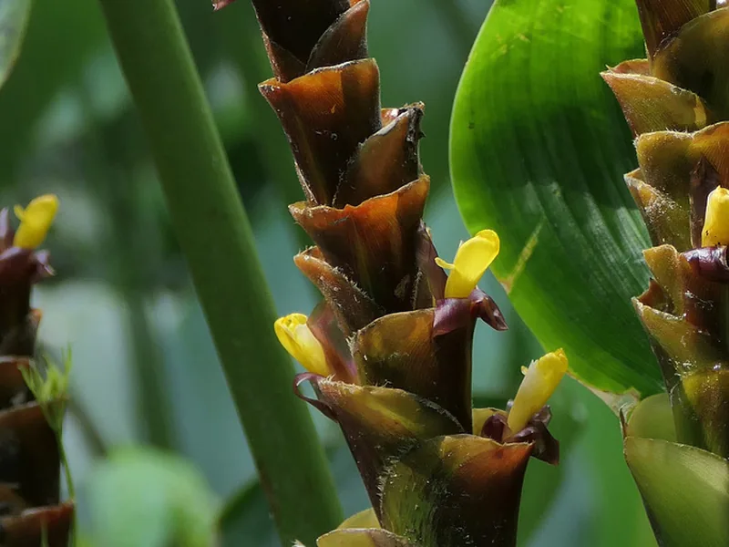 Cultivo y cuidados botánicos de Calathea cigarrona