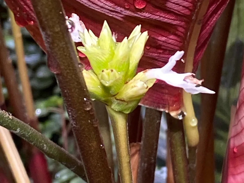 Cultivo y cuidados botánicos de Planta pavo real