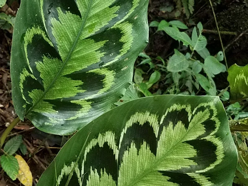 Cultivo y cuidados botánicos de Calathea Medallion