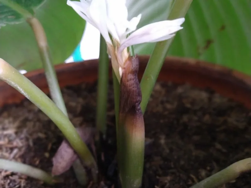 Cultivo y cuidados botánicos de Calathea Orbifolia
