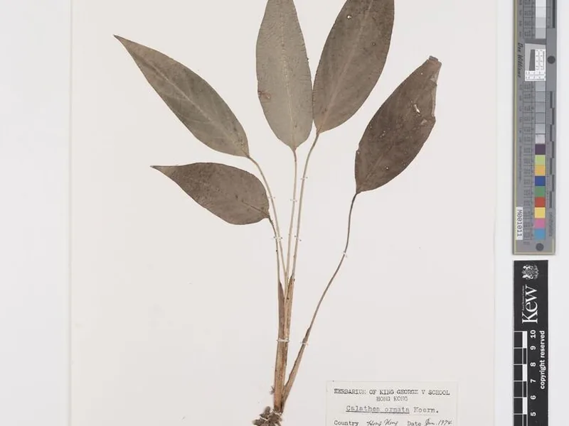 Cultivo y cuidados botánicos de Calatea rayada