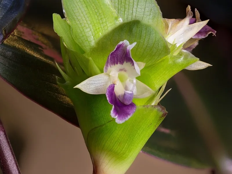 Cultivo y cuidados botánicos de Calathea Roseopicta