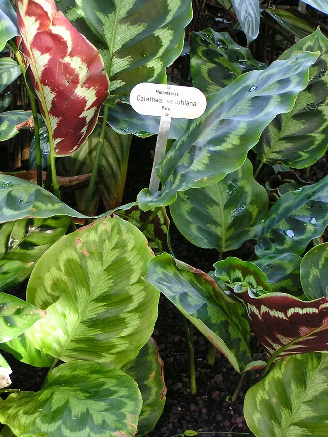 Cultivo y cuidados botánicos de Calathea Veitchiana