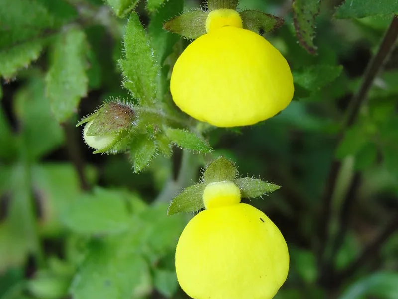 Ficha botánica de Zapatito de Venus (Calceolaria herbeohybrida)