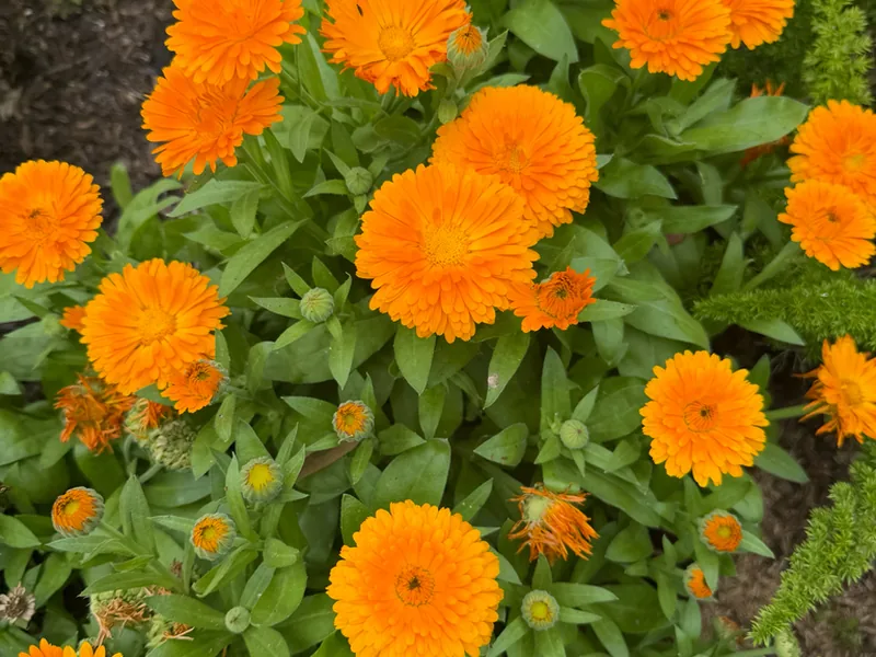 Cultivo y cuidados botánicos de Calendula Officinalis