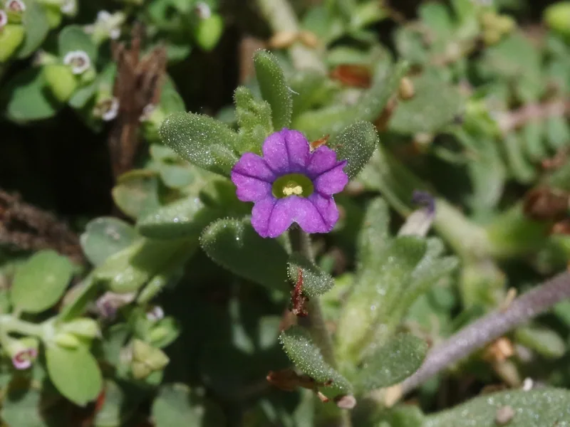 Cultivo y cuidados botánicos de Calibrachoa