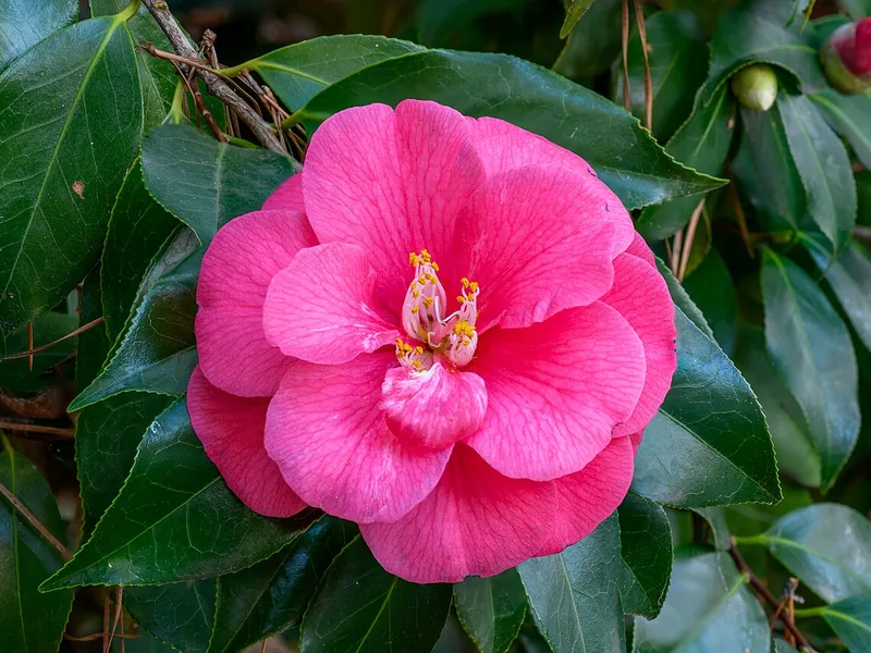 Cultivo y cuidados botánicos de Camelia