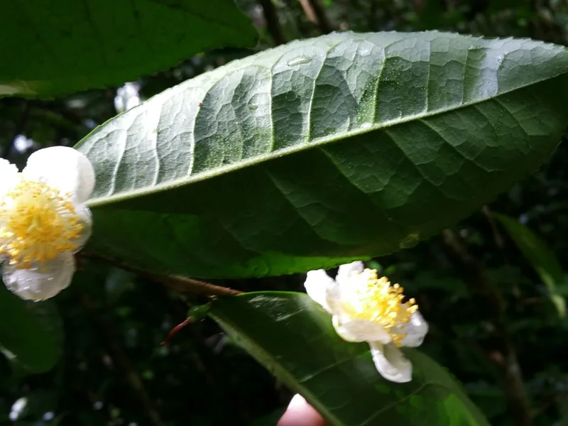 Cultivo y cuidados botánicos de Camellia Sinensis