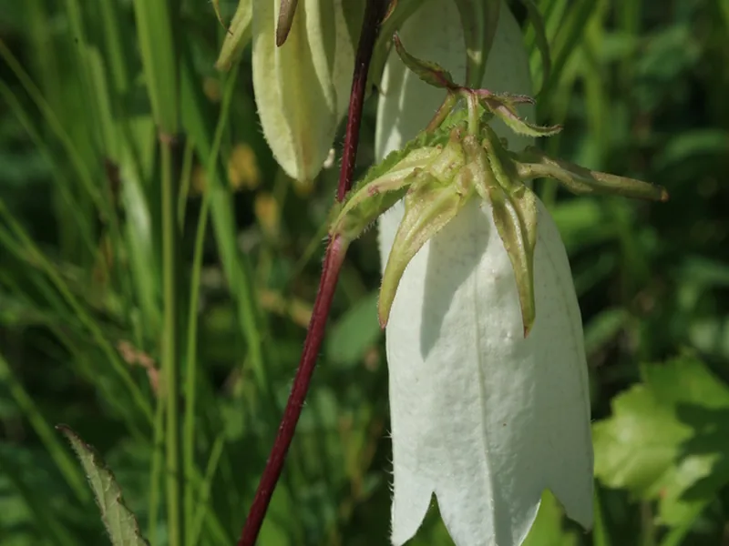 Cultivo y cuidados botánicos de Campanilla manchada