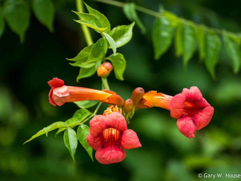 Cultivo y cuidados botánicos de Bignonia roja o Trompeta trepadora