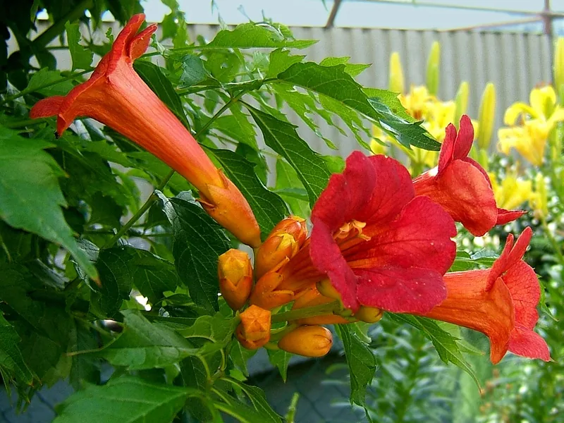 Cultivo y cuidados botánicos de Bignonia de Tagliabue