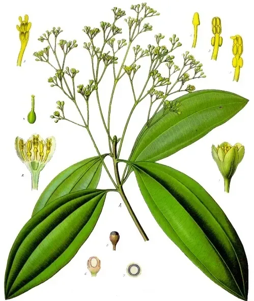 Cultivo y cuidados botánicos de Canela-cas