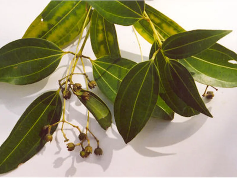 Ficha botánica de Canela de Ceilán (Cinnamomum verum)