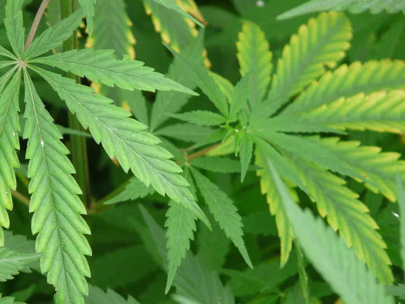 Cultivo y cuidados botánicos de Cannabis sativa