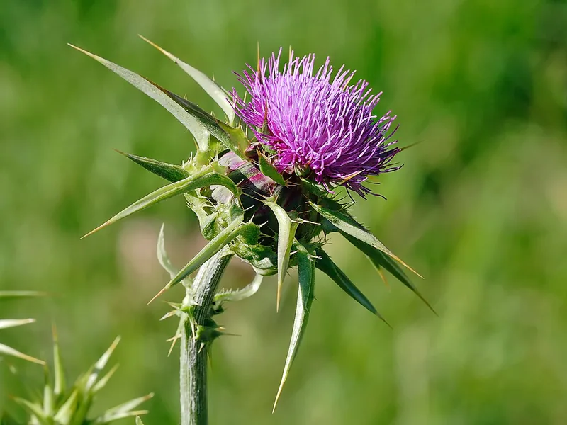 Cultivo y cuidados botánicos de Cardo mariano