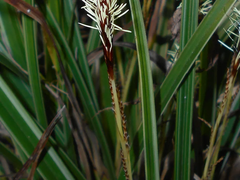Cultivo y cuidados botánicos de Carex de Morrow