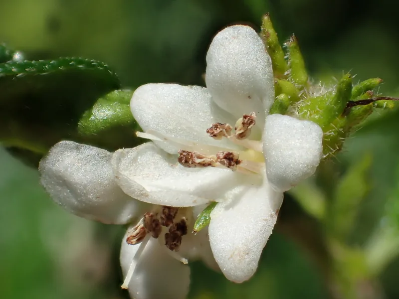 Cultivo y cuidados botánicos de Té de Fukien