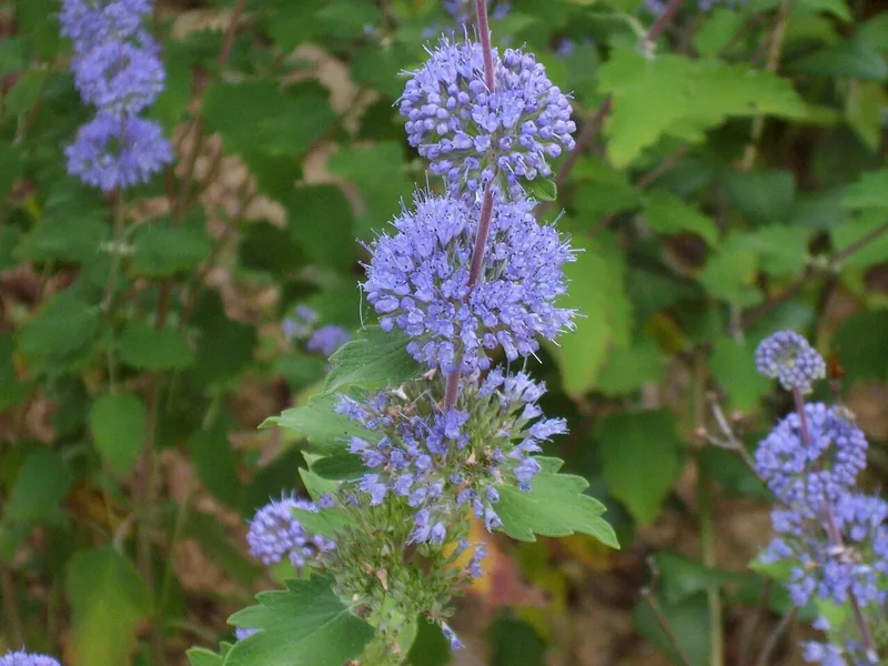 Cultivo y cuidados botánicos de Barba azul